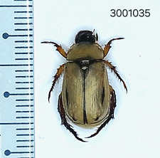 Scarabaeidae Melolonthinae sp. №1035 NORTH THAILAND picture