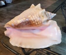 Huge Queen Conch Sea Shell 9.5