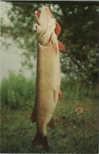Yipes Visitors Fish Caught On A Hook Fisherman Chrome Vintage Post Card picture