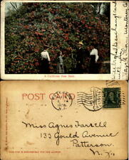 Huge California red rose bush vintage clothing UDB mailed 1906 old postcard picture