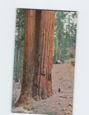 Postcard Land of the Big Trees Up On the Western Slope of the Sierras CA USA picture