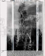 1970 Press Photo Burning trees during forest fire at Wenatchee National Forest picture