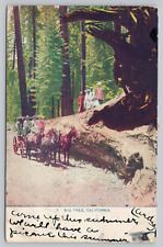 Postcard Big Tree California, horse drawn wagon, Posted 1910 picture