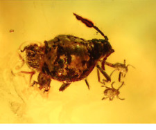 Bug in Amber - Unidentified Aphid with Arachnida (Mites) picture