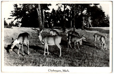 Postcard Vintage RPPC Group of Deer Feeding in a Field picture