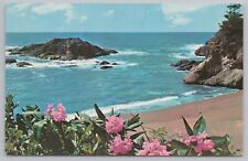 State View~Wild Rhododendron Blooming On Pacific Beach~Vintage Postcard picture
