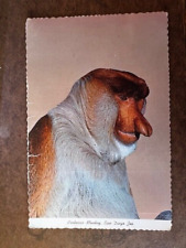 Postcard: Probiscis Monkey, San Diego Zoo - vintage picture