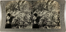 Keystone, Stereo, Guadeloupe, Coffee Pickers at Work Vintage Stereo Card, Shooting picture