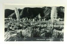RPPC California CA Yuccas Real Photo Postcard picture