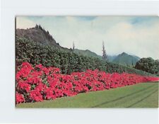 Postcard Poinsettias on Pali Road Honolulu Hawaii USA picture