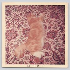 1967 Vintage Found Photo Ginger Red Cat Showing Beauty Pet Feline Portrait picture