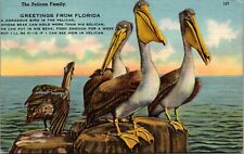 Greetings from Florida Pelican Family Comic Poem c1940's Linen Postcard  picture