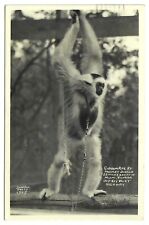 Real Photo Postcard Gibbon Ape Monkey Jungle Florida 1975 RPPC picture
