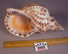 Vintage Triton  Conch Sea Shell 10