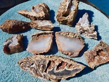 AGATIZED FOSSIL CORAL LOT OF 10 PIECES FROM FLORIDA DISPLAY AGATE GEODE CRYSTAL  picture