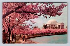 Washington DC, Thomas Jefferson Memorial, Cherry Blossoms, Vintage Postcard picture