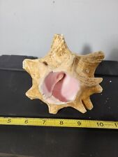 Natural beach  Conch shell 8 inches fish tank decor #3 picture