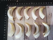 TOP real wild boar teeth Wild boar teeth Haderer NEW and professional picture