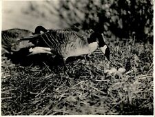 GA86 Original Underwood Photo CANADIAN GOOSE Mother Tending Nest Eggs Animal picture