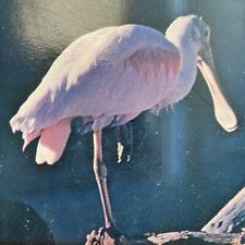Postcard TX Roseate Spoonbill Ibis Coastal Water Bird San Antonio Zoo 1950-1969 picture
