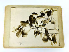 Antique French Cabinet Card Photo Lemon Citronnier Tree citrus fruit study picture