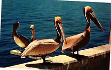 VTG Postcard- Pelicans Unused 1960 picture