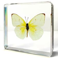 Lemon Emigrant Yellow Butterfly in Resin, Catopsilia Pomona picture