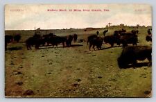 c1910 Buffalo Herd Near Claude Texas P819 picture