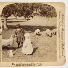 Little Girls Feeding Sheep Stereoview c1895 Strohmeyer Wyman Farm Children H1140 picture