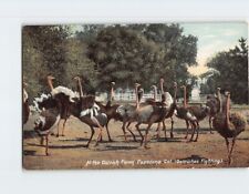 Postcard Ostrich Farm Pasadena California USA picture