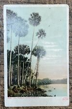 1908 Color Postcard, Palm Trees, St. John’s River, Fl, mailed to Sugar Ridge, Oh picture