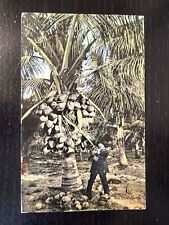 1912 Vintage Postcard coconut tree orchard Sunshine State Florida picture
