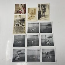 Lot of fabulous vintage dog photos 1920s-1970s 12 snapshots picture