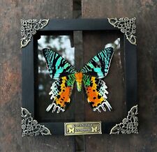 Madagascan Sunset Moth Preserved Butterfly Framed Insect in Clear Shadow Box picture