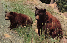 Yosemite CA California, Mother American Black Bear and Cub, Vintage Postcard picture
