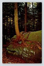 Pennsylvania Cook Forest State Park Tree Growing On Rock Scenic Chrome Postcard picture