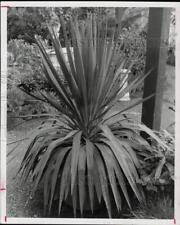 1977 Press Photo Yucca Recurvifolia plant growing in a garden. - hpa38274 picture