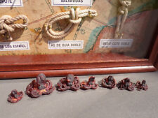 7 real small Octopuses Taxidermy picture