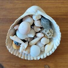 SMALL SEASHELLS IN AN ATLANTIC GIANT COCKLE SHELL Home Decor Crafts Nautical picture