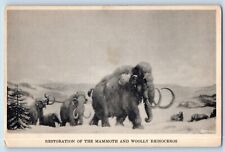 Chicago Illinois IL Postcard Restoration Mammoth Woolly Rhinoceros Museum 1910 picture