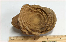 Pre Cambrian STROMATOLITE From Morocco - The worlds oldest Fossil (#F1485) picture