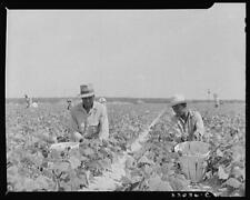 Seabrook Farm,Bridgeton,New Jersey,NJ,Cumberland County,June 1942,FSA,61 picture