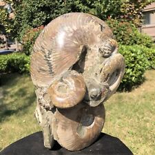 24.2LB Natural Beautiful Ammonite Fossil Conch Crystal Specimen Healing picture
