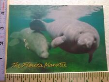 Postcard The Florida Manatee picture