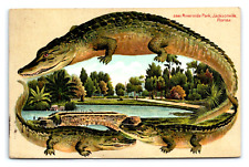 Florida Jacksonville Riverside Park Embossed c. 1900 Alligators Franklin hinged picture