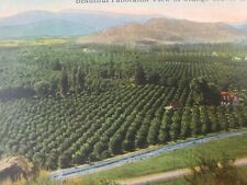 C 1910 Beautiful Panorama Aerial View of Orange Groves in CA DB Antique Postcard picture