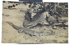 Vintage RPPC - Real Photo Postcard - Alligators picture