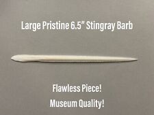 Large Southern Stingray Barb - Huge  6.5” - Museum Quality Stinger Big Gulf Ray picture
