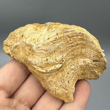 A Genuine Old Ancient Greco Roman Shell Fragment With Greek Writing E picture