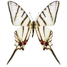 Eurytides epidaus zebra swallowtail butterfly el salvador wings closed picture